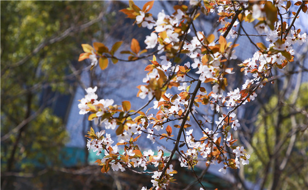春暖花開，等你歸來——邀你云賞南新春景，以慰思念