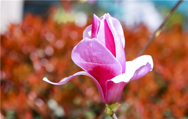 春暖花開，等你歸來——邀你云賞南新春景，以慰思念