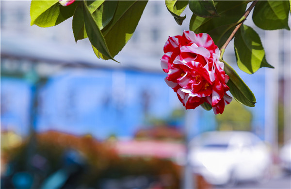 春暖花開，等你歸來——邀你云賞南新春景，以慰思念