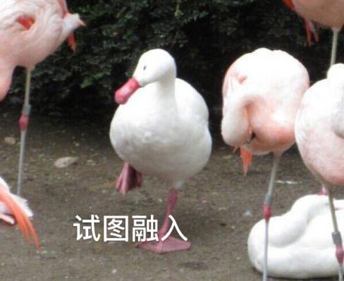 新華互聯(lián)網(wǎng)科技正式入駐Bilibili！會(huì)摩擦出什么樣火花呢？